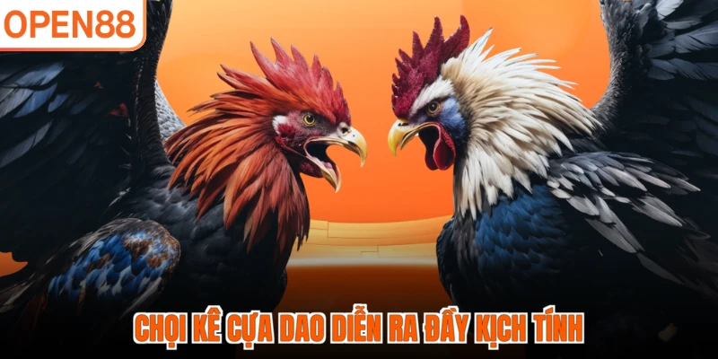 Chọi kê cựa dao diễn ra đầy kịch tính